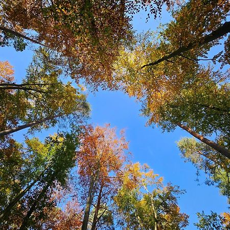 Fewo Am Wald Boek Екстер'єр фото