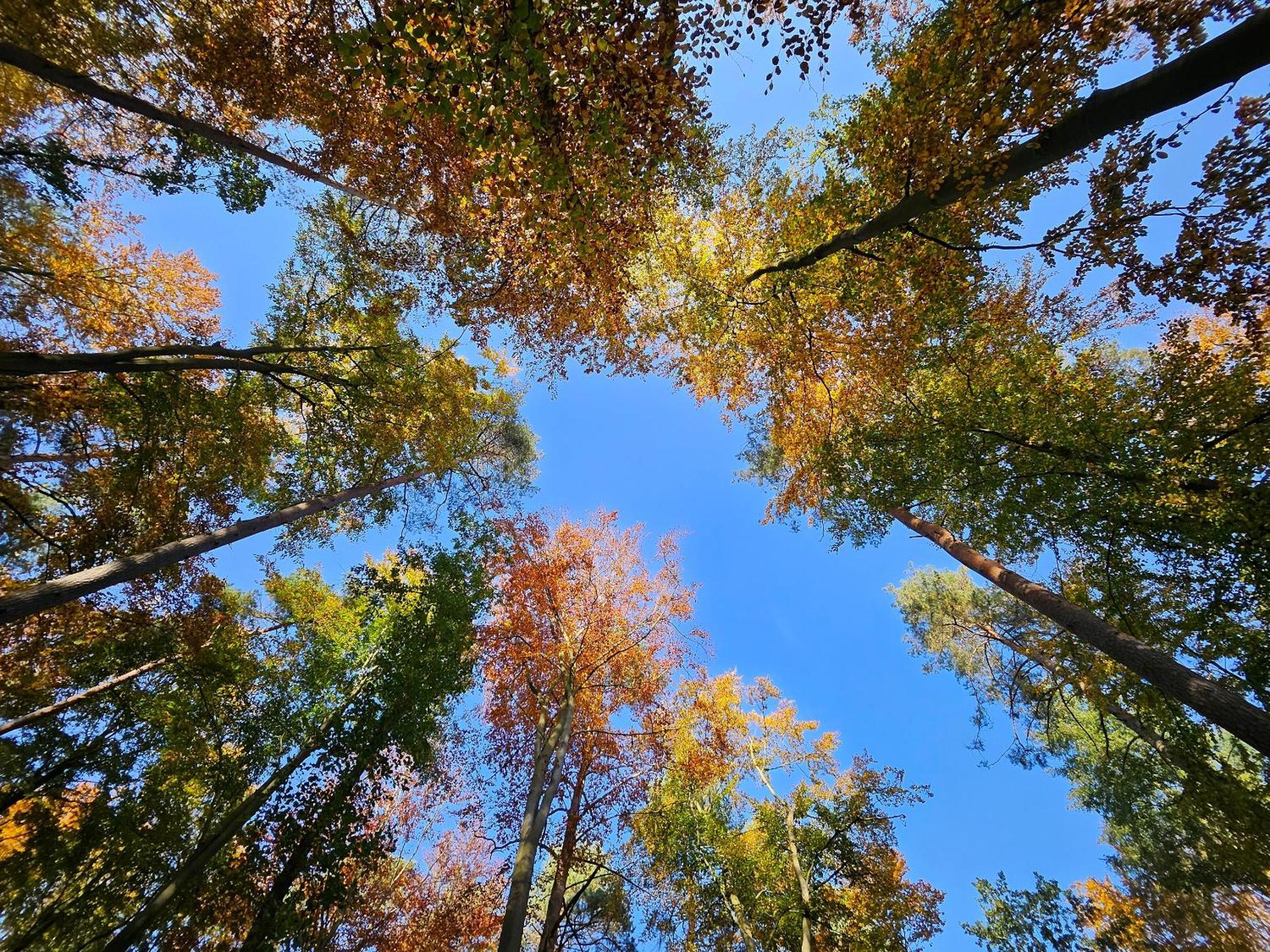 Fewo Am Wald Boek Екстер'єр фото